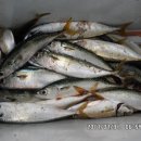 낚시만세 이미지