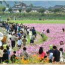 "3년의 기다림"... 장성 황룡강 가을꽃 축제 10월 8일 개막 이미지