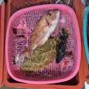 긴 연휴 시작을 통영중앙시장 참돔회로 ... 이미지