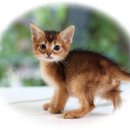 도레미캣 고양이분양 남양주 다산점 이미지