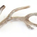 안심사슴농장 이미지