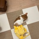 언블럿 | 암컷 고양이 중성화 수술 후기