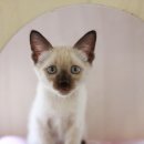 다락방고양이 이미지