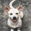 미래동물의료센터 이미지