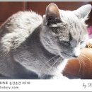 묘르신 이미지