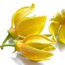 일랑일랑 이미지