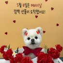 마리애견 이미지