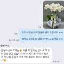 버튼플라워샵 | 🌸 예비 시댁 첫인사 선물로 정말 만족했던 호접란 후기 🌸 버튼플라워샵 안양꽃집 내돈내산 가격안내