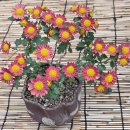 보라팜 | 오감만족 거창 가을 나들이: 창포원 국화축제, 힐링 족욕,이수미팜베리