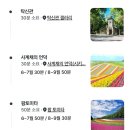 새봄팜 | 7월의 삿포로 태교여행 2일차-라벤더 비에이 투어