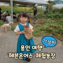 관상농장 | [가성비] 용인체험농장 &#39;헤븐온어스&#39; 고구마 캐기 실내동물원