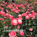 대산마을 | 창원 대산플라워랜드 장미 실시간 | 경남 6월 꽃구경 추천