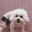 해맑은 애견미용 네이버블로그