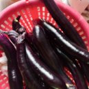 청송야채