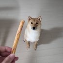 개밥파는고양이은평