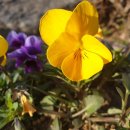 스타믿음농장 이미지