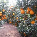 강창민농장 이미지