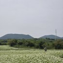 제주 와흘메밀마을 / 와흘 봄 메밀 대축제 개화 상태 입장료 주차 / 먹거리 장터 메뉴
