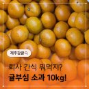 유한회사 제주의소리 | 달콤한 제주감귤 소과 10kg 회사에서 나눠먹기