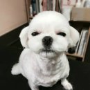 페츠비동물병원 이미지