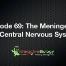 중추신경계 수막 (Meninges of the Central Nervous System) 이미지