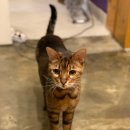 커피타는 고양이 이미지