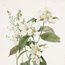 보테니컬 일러스트 이미지