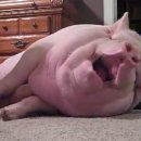 핑크돼지 이미지