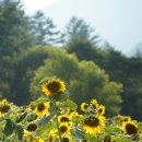 강산목장 이미지