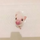 오타쿠