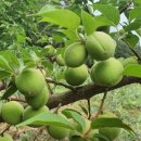 예하지마을 이미지