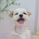 가람애견전문미용실 이미지