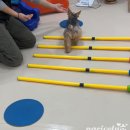 나리 | 강아지 운동 부족 해결! 독피트니스 효과 &amp; 장점(나리 후기)