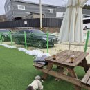 견인지역 애견운동장 유치원 김포점 이미지