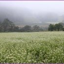 꽃피는언덕 이미지