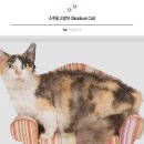 양이네 이미지