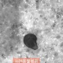 의정부24시IU동물병원 이미지