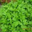 삼안농장 이미지