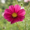 함박골마을 | 9월 꽃여왕 코스모스 다양한 품종을 모두 볼 수있는 전국 축제 명소