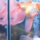 카페쿠모 네이버블로그