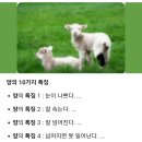 어린양