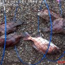 대부도바다낚시터 2026년 6월 17일 수요일 자바리 참돔 돗돔 돌돔 병어돔등 조황 및 자바리 이벤트 이미지