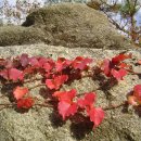 용담농장 이미지