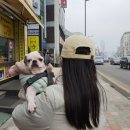 코코애견샵 이미지