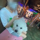 헬로우, 마루네 애견운동장 네이버블로그