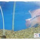 안중삼성유치원 이미지