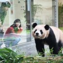 판다 이미지