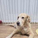 똥개이발소 이미지