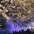 짠짜라 | 2026 불광천 벚꽃 축제 은평의 봄 후기, 놓치면 후회 할 봄 나들이 가기 좋은 벚꽃 명소 추천