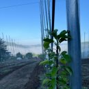 용구니아지트 이미지